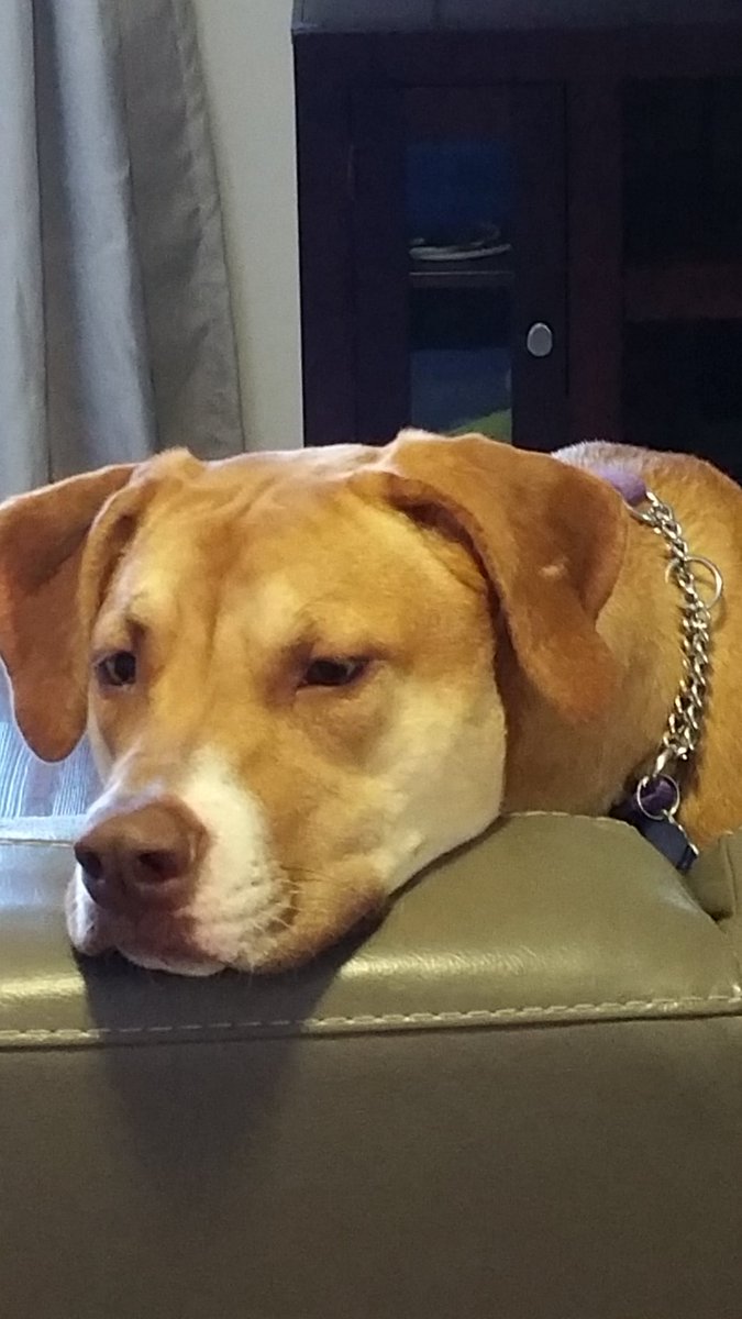 pushpull303's tweet image. Don&apos;t be sad Reba. I&apos;ll be back soon.