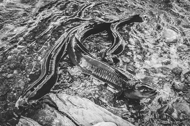 lukeleenz's tweet photo. B&W 2018 053/365
Eels on attack
#mapua #jesterhouse #newzealand #blackandwhite #fujifilm #fujifilmnz #fujifilmx100f #x100f #fujifeed #xshooter #acros #project2018 #candid #street #streetphotography #familytime #familytrip #freshwatereels #eelfeeding https://t.co/kxczYJTzUo https://t.co/xDPsSyLWPL