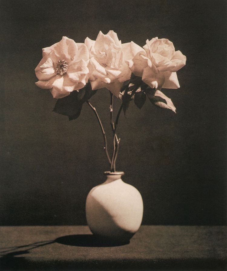 Coming up roses. #robertmapplethorpe