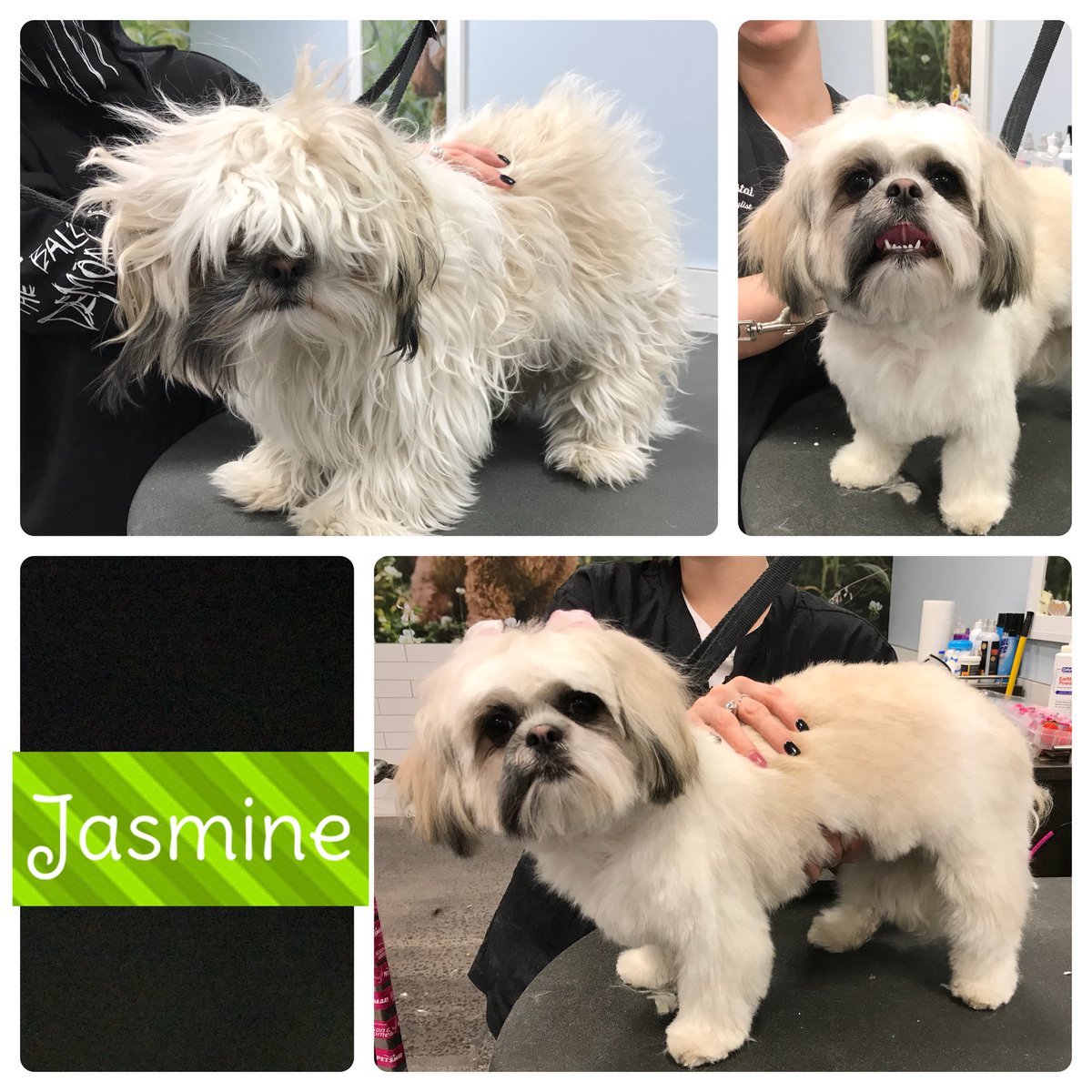 Sweet little Jasmine came in today to visit our groomer Crystal for her #extrememakeover . #ene #2718 #northeastgrooming <a href="/Monicalovespets/">PetSmartNortheast</a>