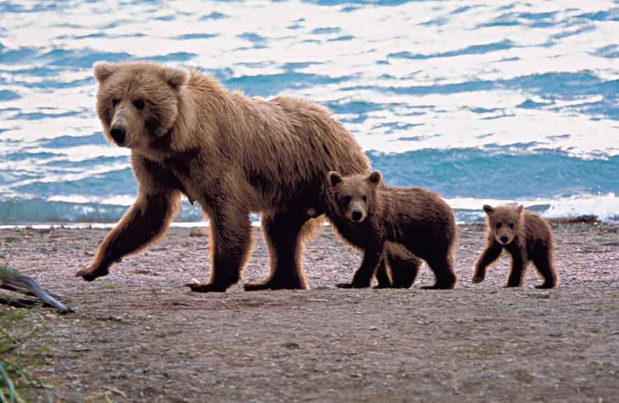 #Sundays are for #family 🐻. #Alaska is the perfect family destination, and right now, we've got amazing exclusive pricing on <a href="/CelebrityCruise/">Celebrity Cruises</a>, up to 40% off select voyages! bit.ly/2FhUZjW #travel #cruise #cruises #wildlife #familytravel