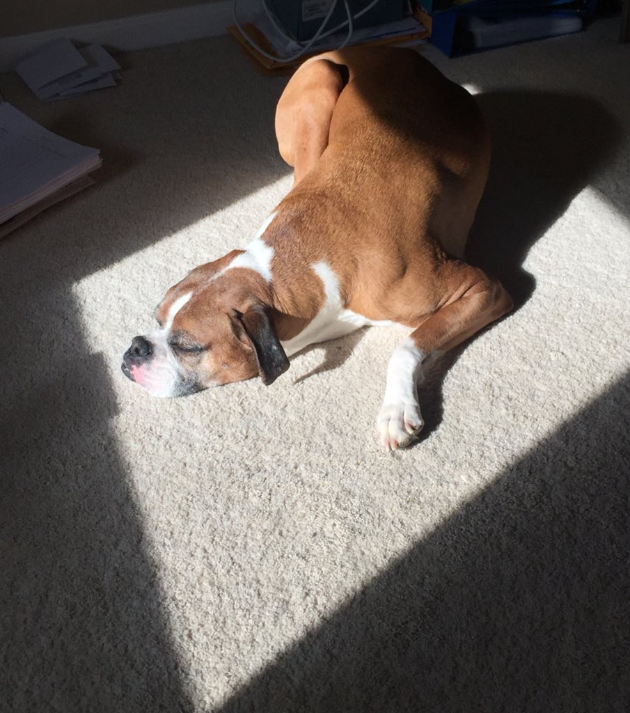 Someone is loving the sunshine!🐾☀️#boxersrule