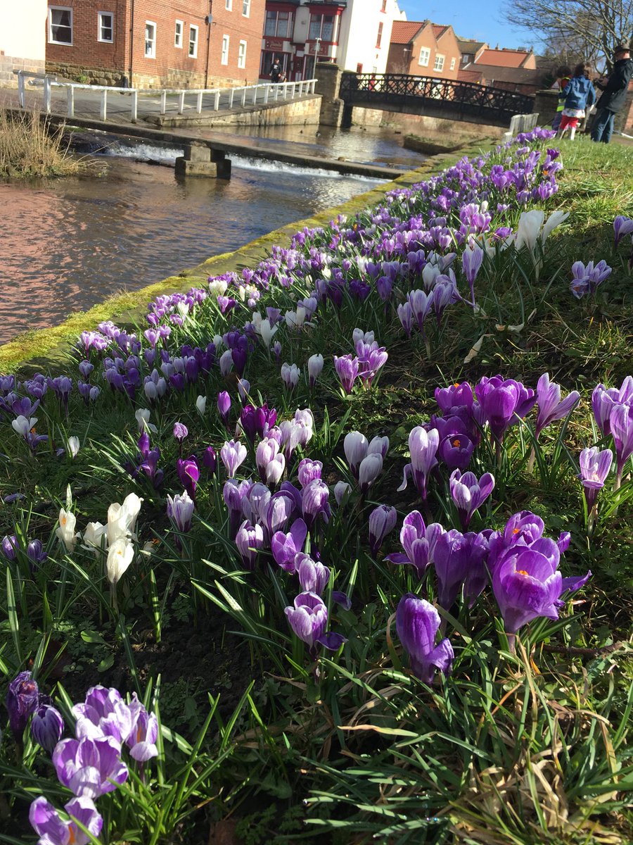 LevensideAssoc's tweet photo. Beautiful Day for the litterpick in #Stokesley. Spring is here (finally) #springflowers #northyorkshire https://t.co/jKyYNOc0Gd