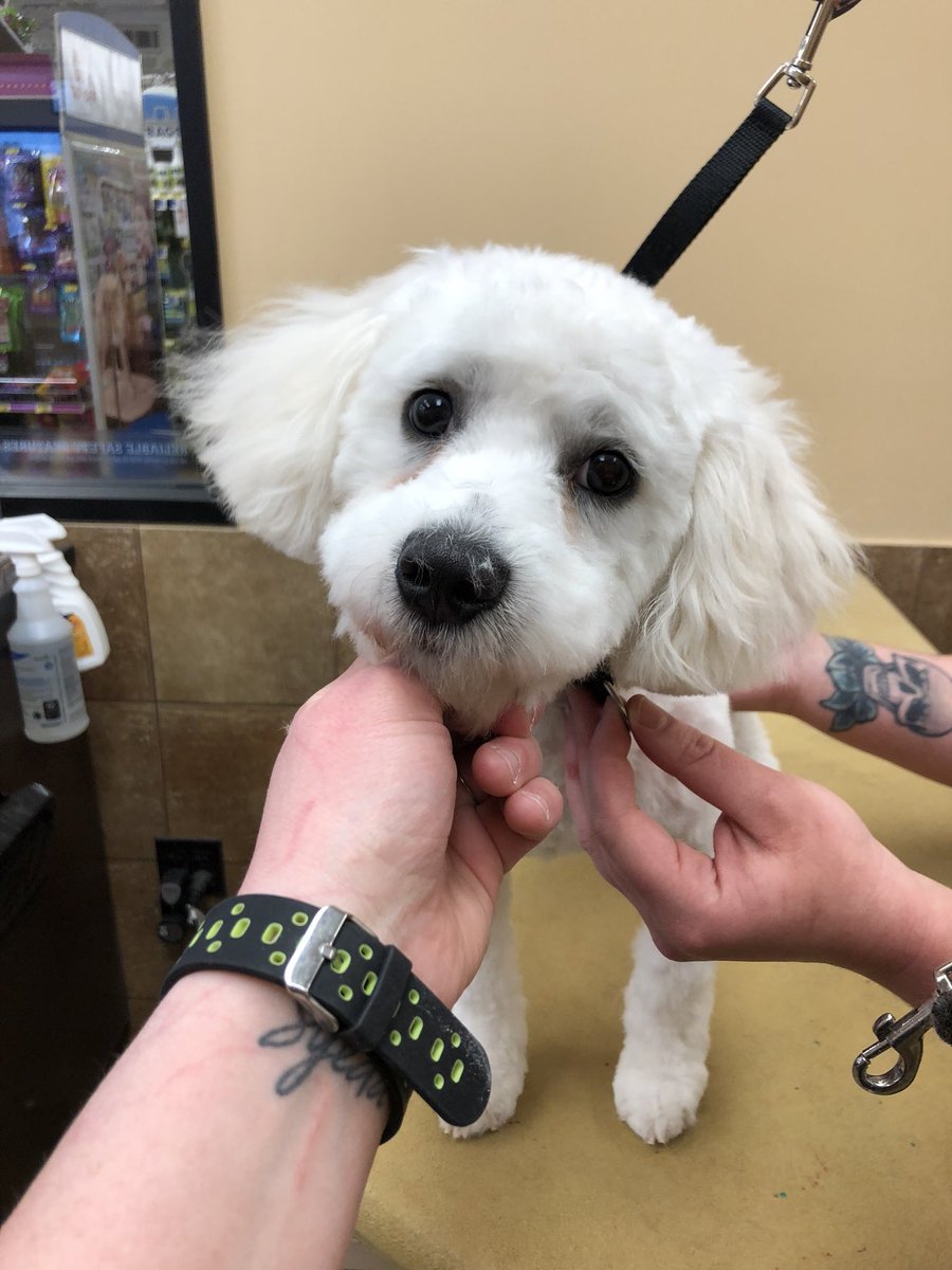 petsmart2480 tweet media
