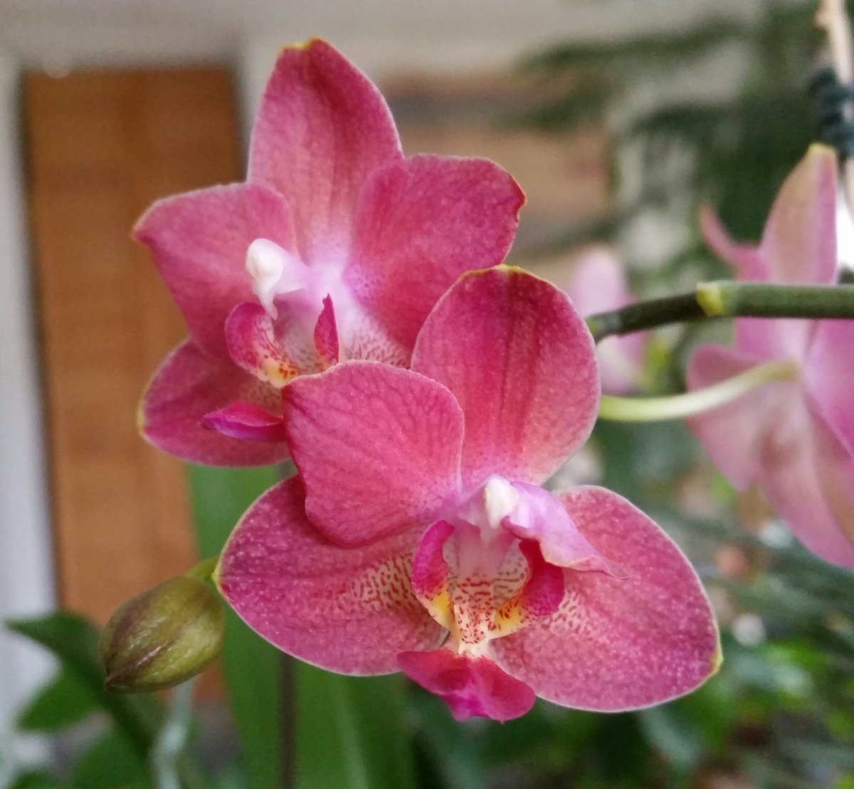 # 5 orchid #Phalaenopsis #loveorchids #orchid