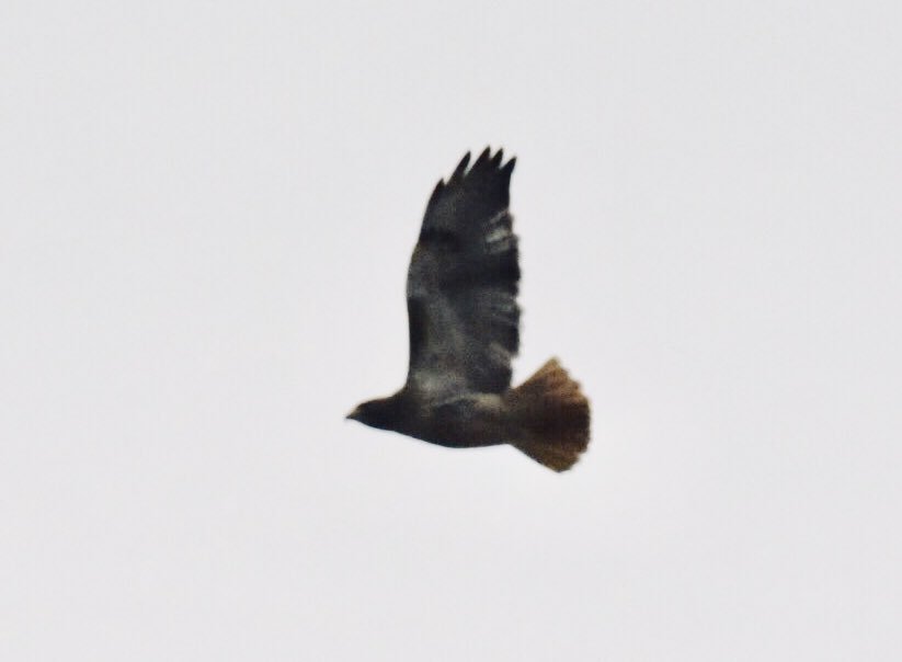 Awesomeness Affirmation #21 - There is a pair of Red Tail Hawks nesting across the street. They have been circling around above the house and it is so beautiful. I would love to get a really good picture.