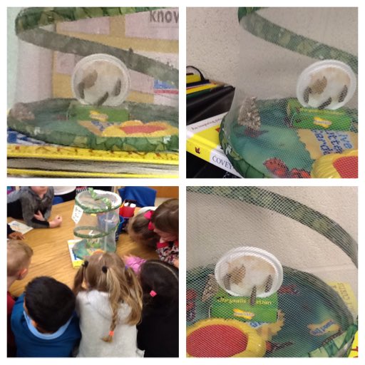 DebbieEmbry's tweet image. Thanks to Aniston for sharing her caterpillars so we can watch them become butterflies!! Such a cool experience!🐛🐛🐛