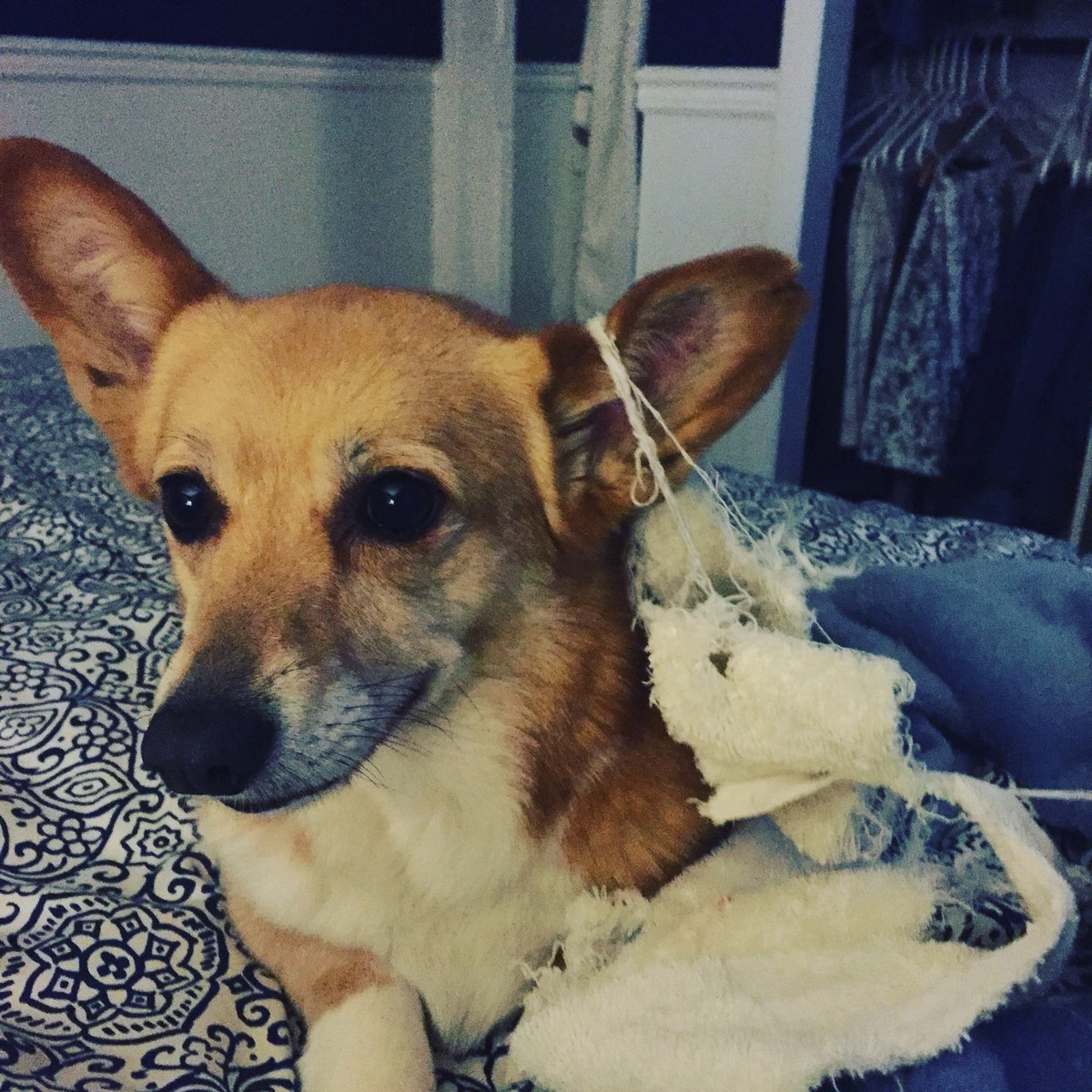 ChefAlliSosna's tweet image. Picci, you got a little on the, the ear. #corgiproblems