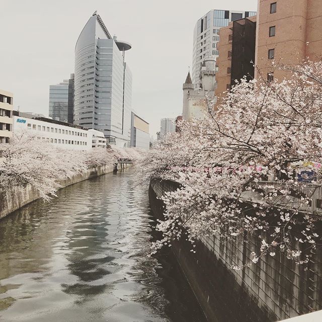 maruseB1gallery's tweet photo. ポカポカと暖かい陽気で目黒川の桜も一昨日に比べて一気に見頃を迎えた感じです(^o^)
今日も元気に展示は開催中！
#目黒#展覧会#雑貨 #虫のいどころ展 https://t.co/KCqFszq2jI https://t.co/Vn2P7F83J5