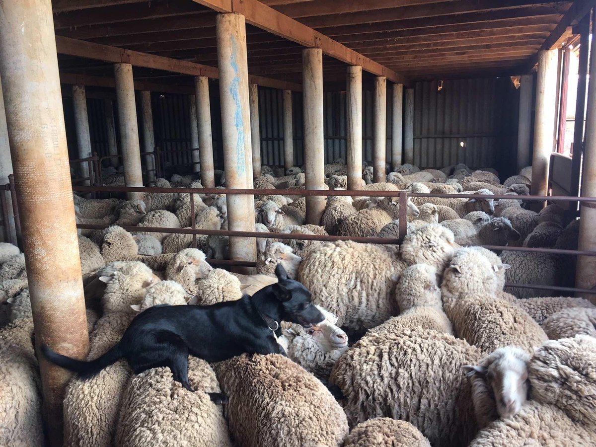 abclandline's tweet photo. It has been a rollercoaster ride over the past 30 years, but the future of wool is looking bright with international buyers once again looking to buy Australian wool.
Read the story: https://t.co/wh3oCGERXD  
📸: Tara De Landgrafft https://t.co/D7GARB7oPG