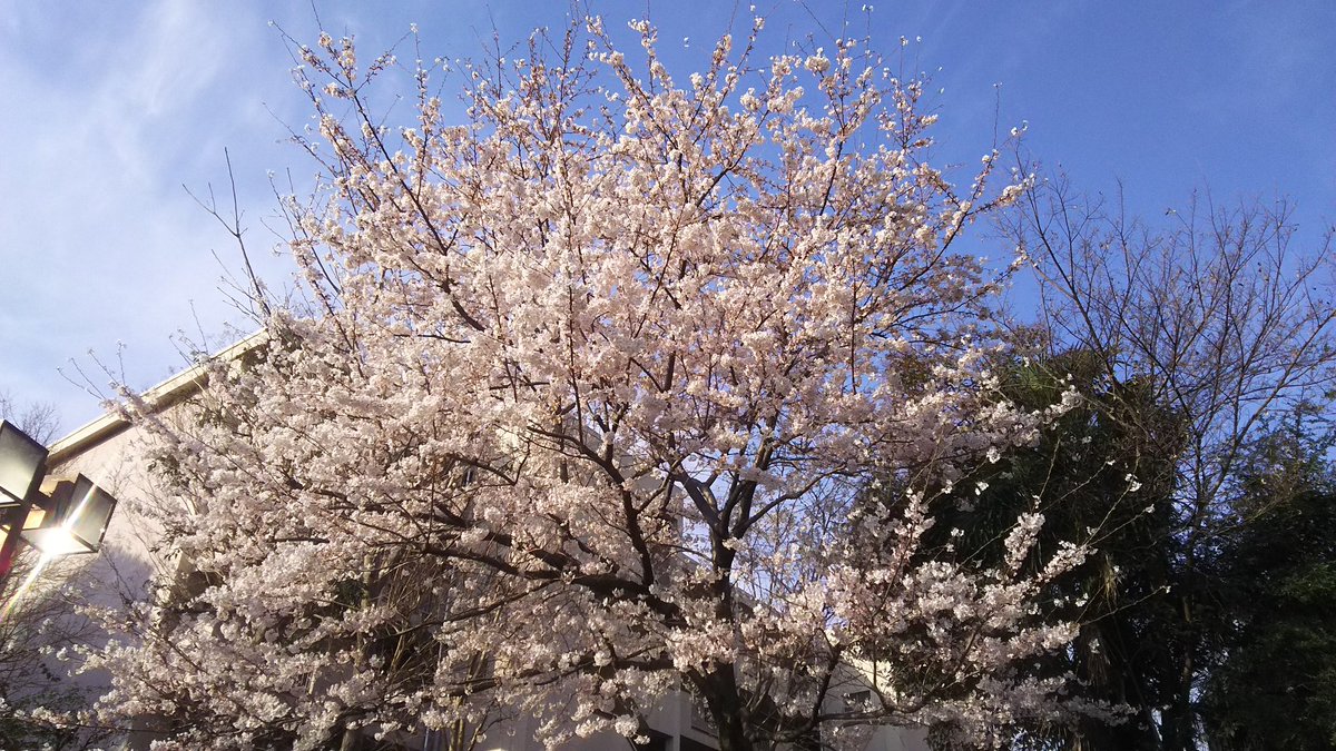 matchalatte1130's tweet photo. Good afternoon. Cherry blossoms are full blooming everywhere in Tokyo :) https://t.co/8JECCeD0XU