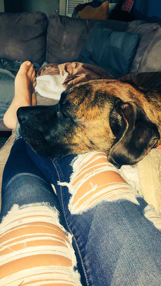 _emilygall's tweet photo. Just wow, You perfect not so little pups ❤🖤💙 https://t.co/uOe8HyrCyL