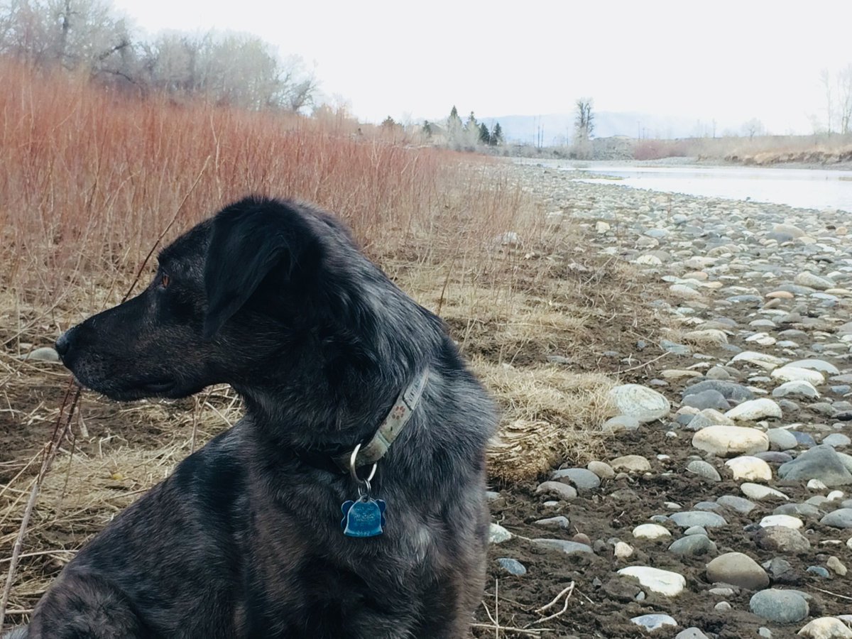 es_oj_iv's tweet photo. My pup got a fun break from my cold today. Running on the banks of the #Yellowstone river. We live 3 blocks away from this spot! https://t.co/tfpFft3IQ1