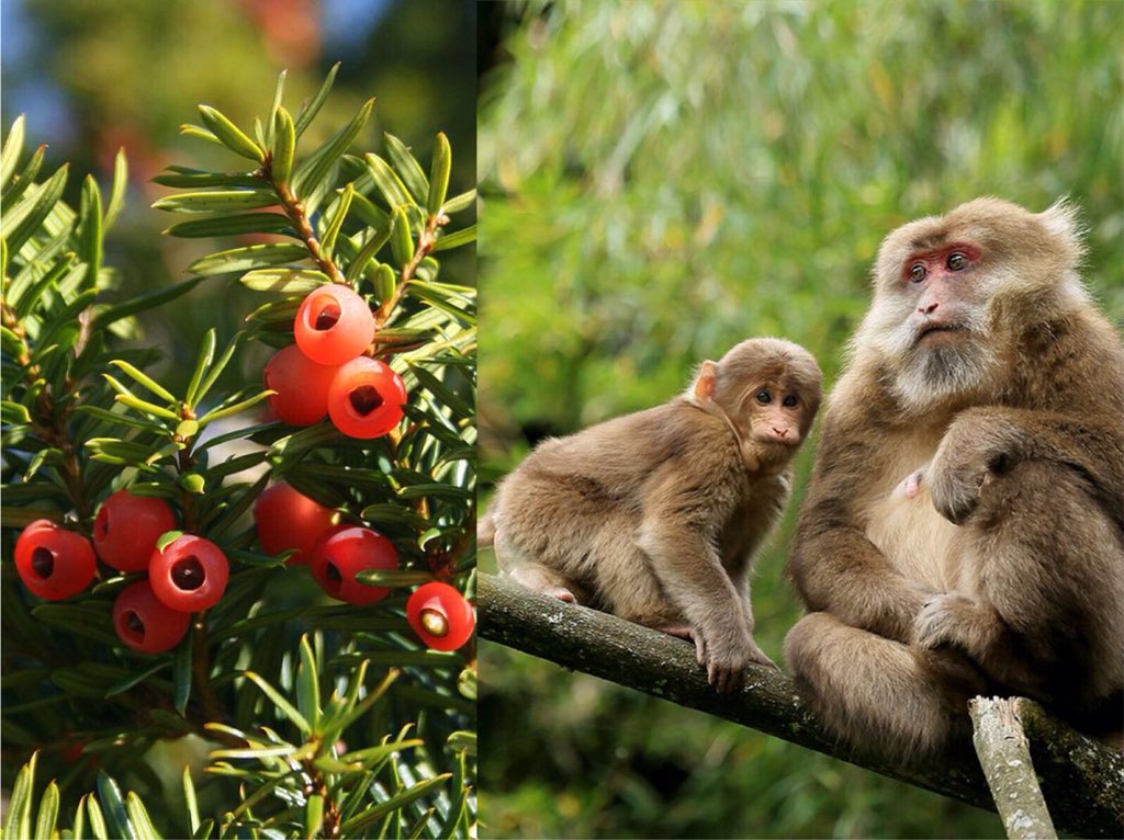 UltraNinghai's tweet photo. Ninghai Shuangfeng Taxus Chinensis Nature Reserve, the place is located in the deep mountain of Ninghai, besides of he precious plant, the national secondary protection animal Tibetan macaques have naturally bred in groups.#utnh #utwt #backtonatural #wildandfree #traillove https://t.co/UUOuPiCIt2