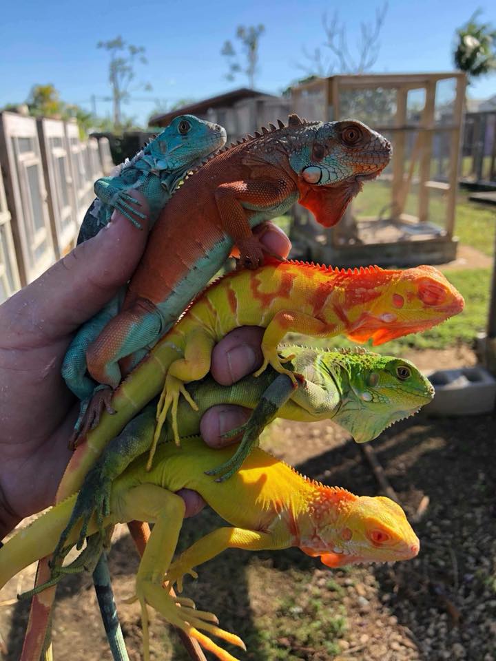 ColombiaHumana_'s tweet photo. Si eligen a los que aprueban el fracking, estaremos cambiando la biodiversidad por la imagen de una iguana llena de petroleo que veremos a diario y como resultado, seguiremos siendo un país, pobre, corrupto, atrasado y sin agua.

#PetroPresidente
#MinAmbienteRenuncie https://t.co/6f3mLWZfr3