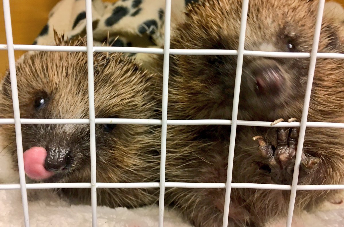 4theloveofhogs's tweet photo. Oh! #Higgie & #Tiggie...You two have been watching #billy #hoglet & his tongue! ๐๐#waiting on #dinner #lol ๐#pricklypals #hedgehog #hedgehogs #love #care #2care #sisters #hoggie brother is fast a sleep still ๐ https://t.co/YgvkHnCp3K