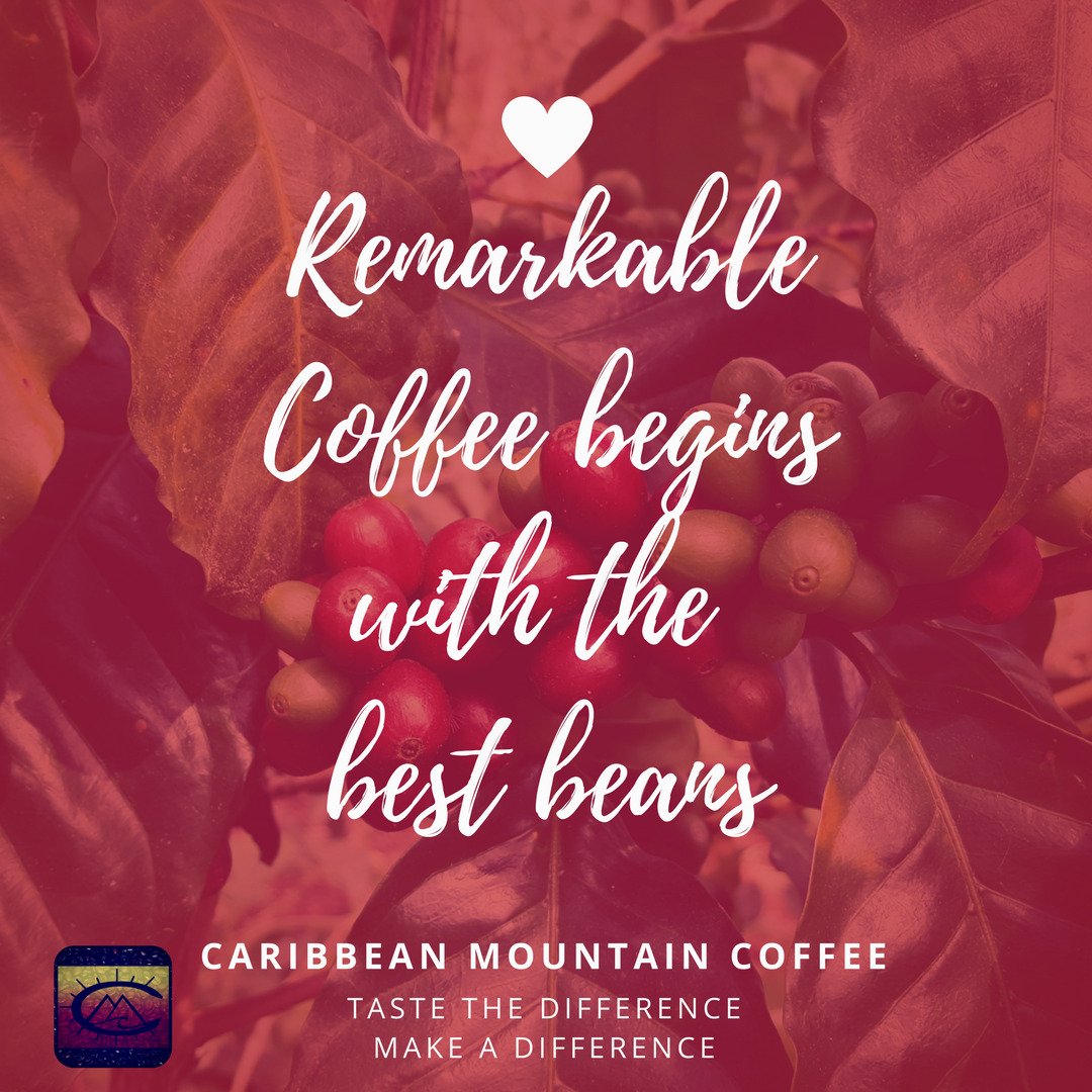 CaribMtnCoffee's tweet image. #CaribbeanMountainCoffee #BetterBeans #Organic #RemarkableCoffee #MakeaDifference