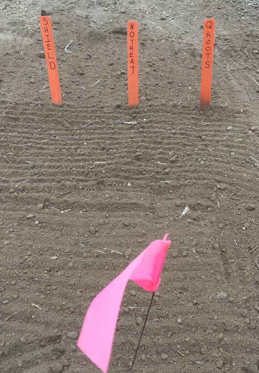 cowsncornag's tweet image. First #TestPlot of #Plant18