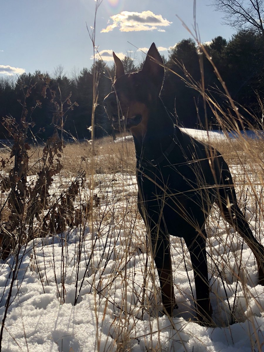 #doberman #NationalPuppyDay #notaggresive #hatedforbeingabreed #stopbreedbansonrentals