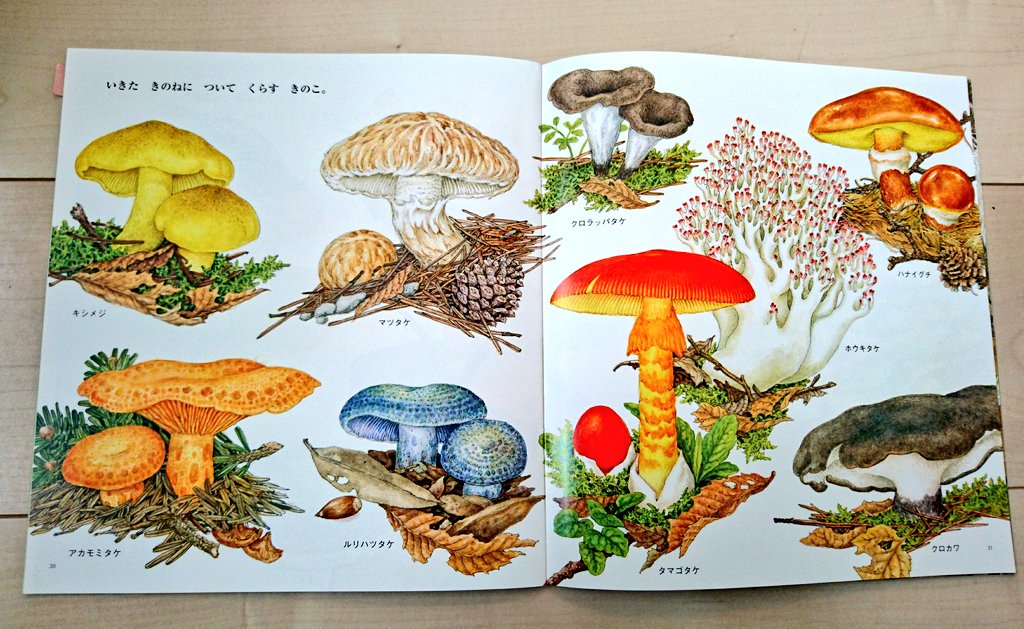 きのこ 小林路子画集』 稀覯本中の稀覯本