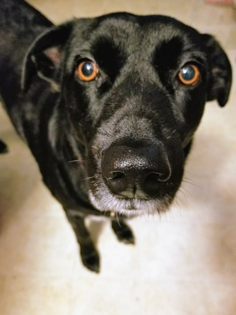 daniebrown42's tweet photo. Happy gotcha day Jax! It's hard to believe it has already been two years of being your person ♥️ #rescuedog https://t.co/FJnDbA3B6i