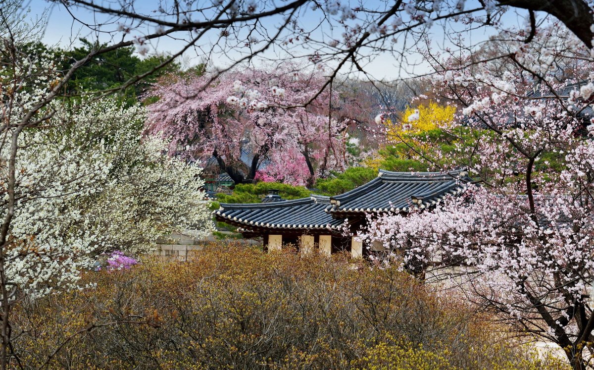 ● 창덕궁의 봄에 물들어보아요- 봄꽃🌸이 아름답기로 유명한 낙선재와 비공개인 후원까지 특별관람으로 공개합니다.
　- 관람일 : 3/29~4/28 목~토 10:30 
　- 14시부터 예매 ☞ goo.gl/7DoiVR #미세먼지야제발
