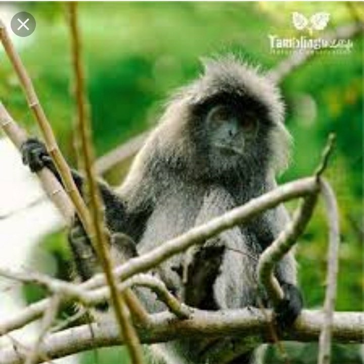 stellamargarett's tweet photo. #Agpearthhour90+
#agpearthhour2018
#agpeduli
#connect2earth
#changeclimatechange
@agpeduli
@tamblingId
@tamblingwildlife https://t.co/fURY85G2cy