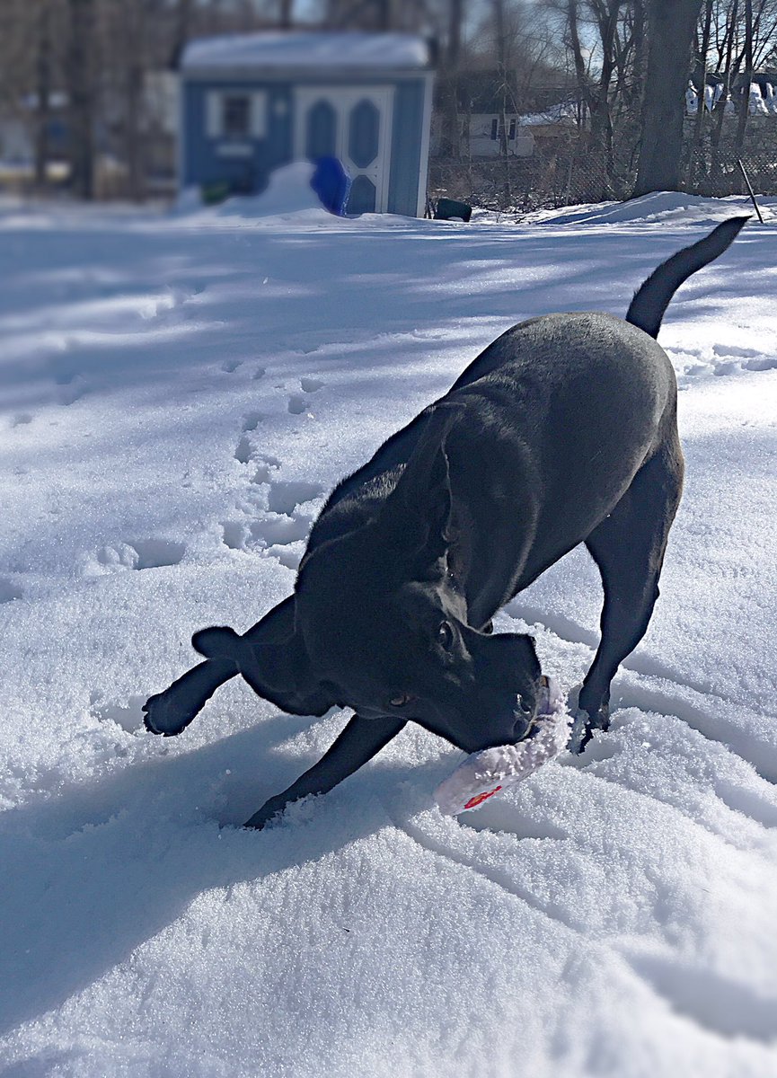 Rufus' new favorite toy after our walks...especially in the snow #DogWalker #dogsoftwitter #TitosHandmadeVodka @TitosVodka