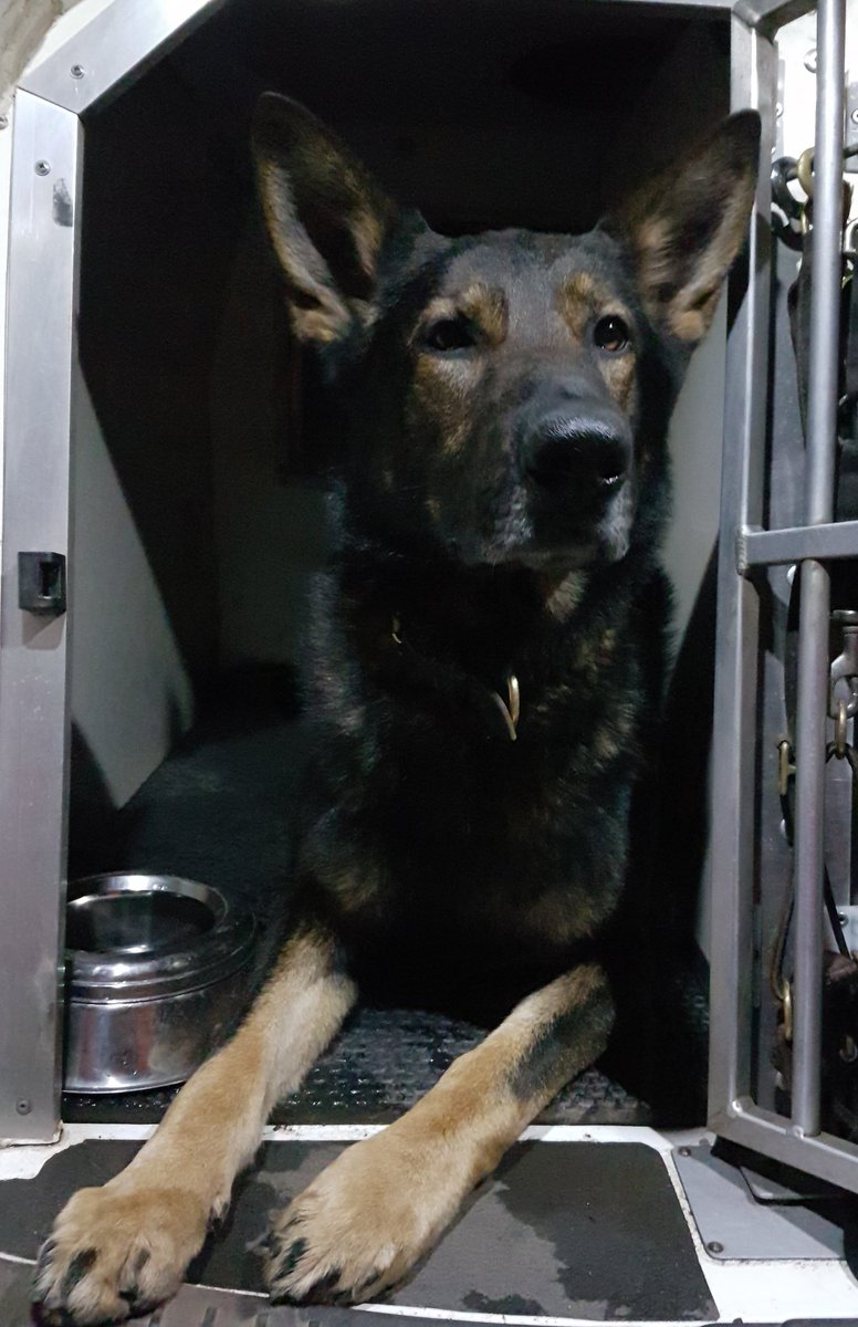 DevonPoliceDogs's tweet photo. Busy shift tonight. We have been dispatched to jobs in Newton Abbot, Mortenhampstead, Exeter, Teignmouth and Plymouth so far. Lots of miles done with nothing to show for it. Fingers crossed for the rest of the shift! #ChasingOurTails https://t.co/IX6qp0L9It