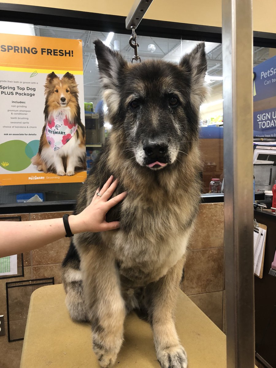 Rommel came in for his yearly blowout and trim #northeastgrooming #extrememakeover #wnj #2143