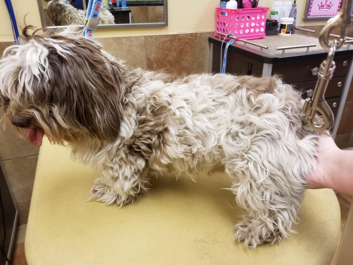 Marvelous Monty! Thanks Jenn Monda #northeastgrooming #wnj #2143 #extrememakeover