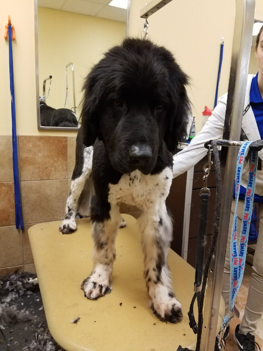 Anchor looking spiffy thanks Sarah Palchanes! #northeastgrooming #extrememakeover #wnj #2143