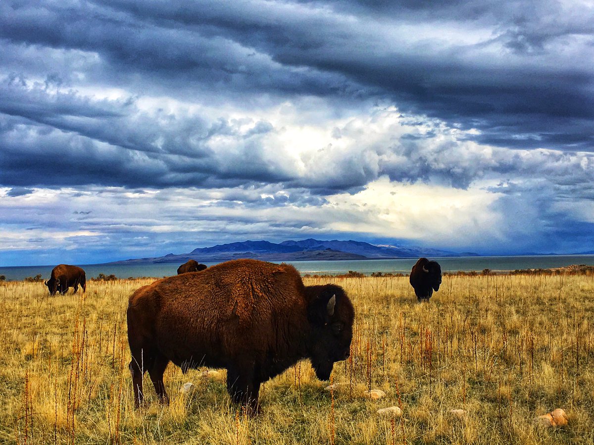 Why you so beautiful #antelopeisland @UtahStateParks
