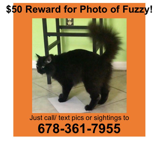 Suzsails's tweet photo. While on vacation, our Super Fuzzy escaped from our house sitters.  Please help us get Fuzzy back home, we miss him desperately.    Operation #FindFuzzy https://t.co/ukYueEgNli