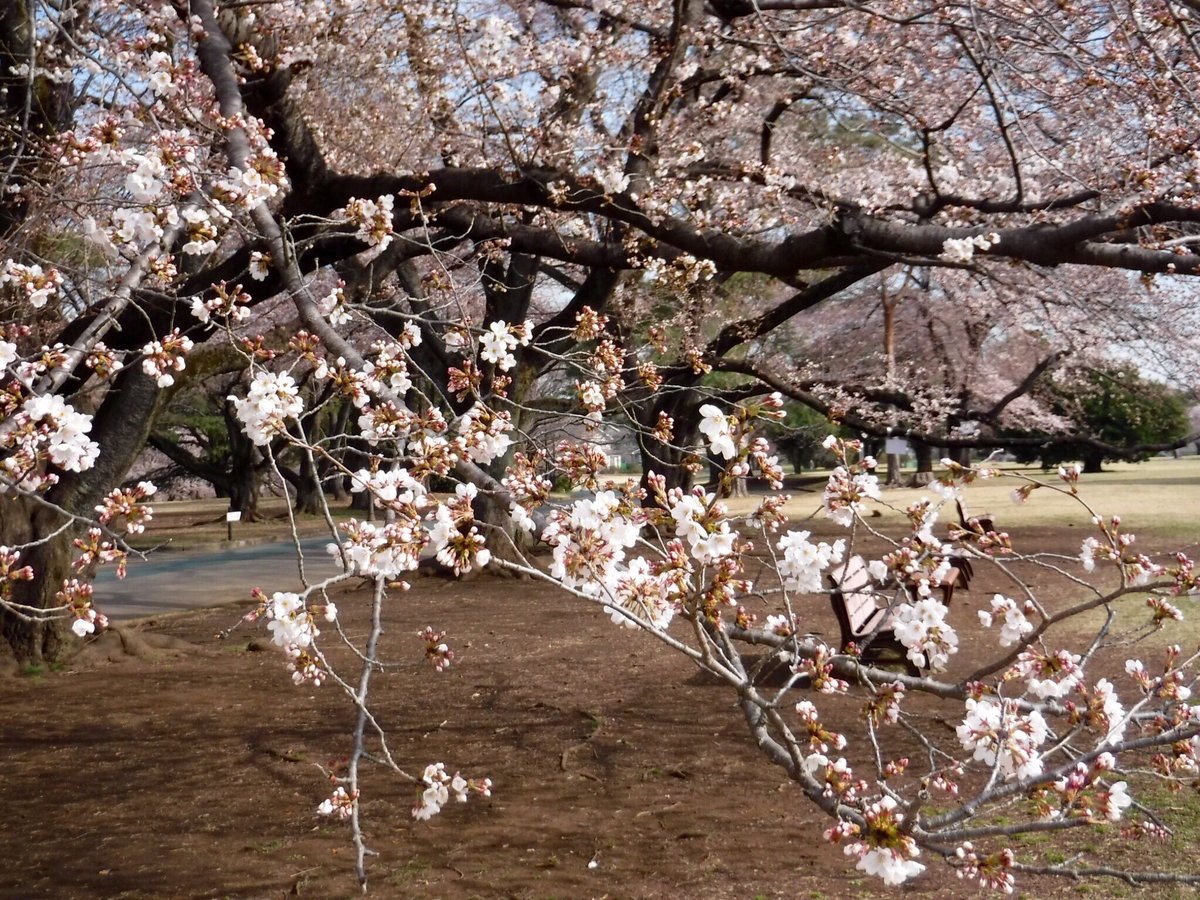 狭山市役所 3 26桜開花情報 狭山稲荷山公園 ソメイヨシノ や 八重桜 など約300本の桜が咲く 狭山稲荷山公園 連日の暖かい陽気で5分咲きになりました 狭山市 T Co Oedky3lh2h