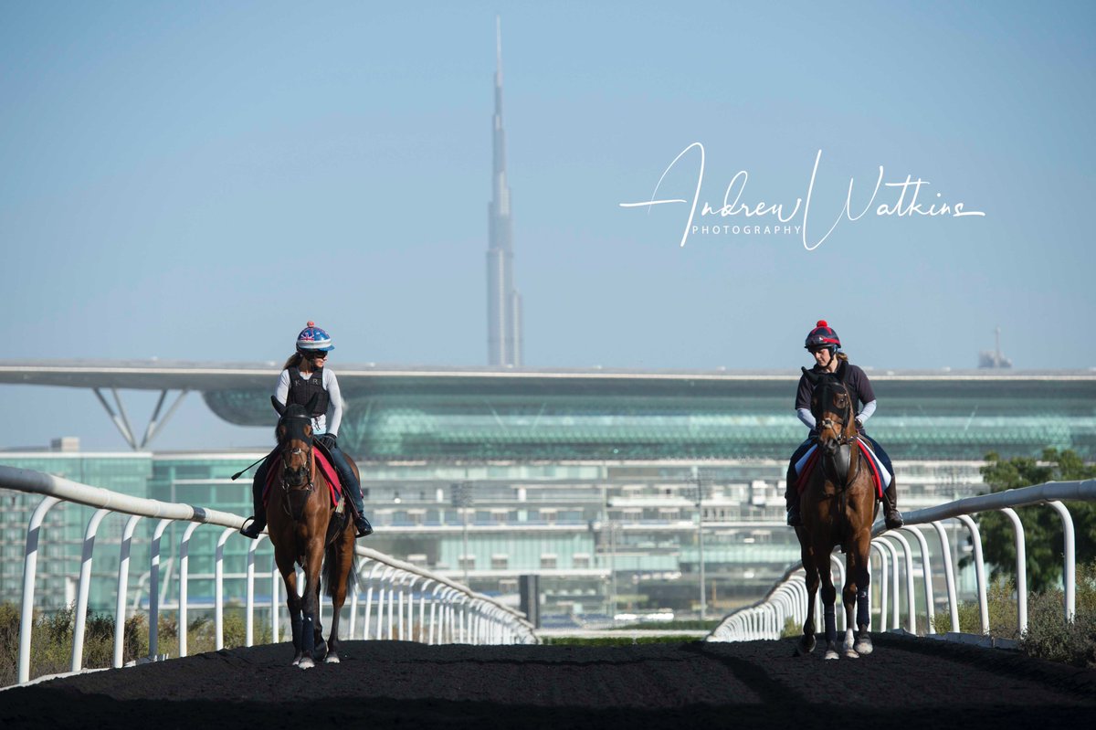 Desert Encounter and Sheikhzayedroad on the way to the training track at Meydan this morning @SimcockRacing