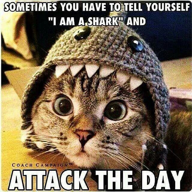 BJJMinion's tweet photo. #mondaymotivation or an artistic impression of me at the start of Comp class later? Iโll let you decide ๐
#backtothegrind #hustle #motivationalquotes #kittenhasclaws #bjj #grappler #compclass #returnoftheminion https://t.co/lUaRcscxLS https://t.co/xQuuxtWyr5