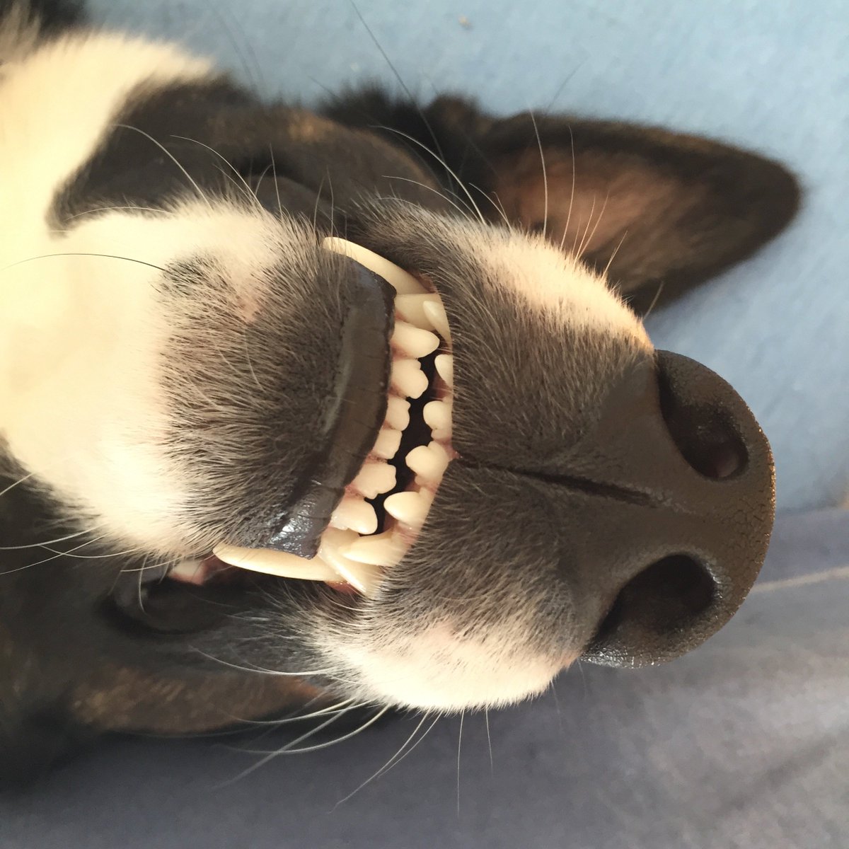Texterin's tweet photo. Hundnase am Montagmorgen vertreibt Kummer und Sorgen.
#borderhusky #bürohund https://t.co/qSUPdYYtp8