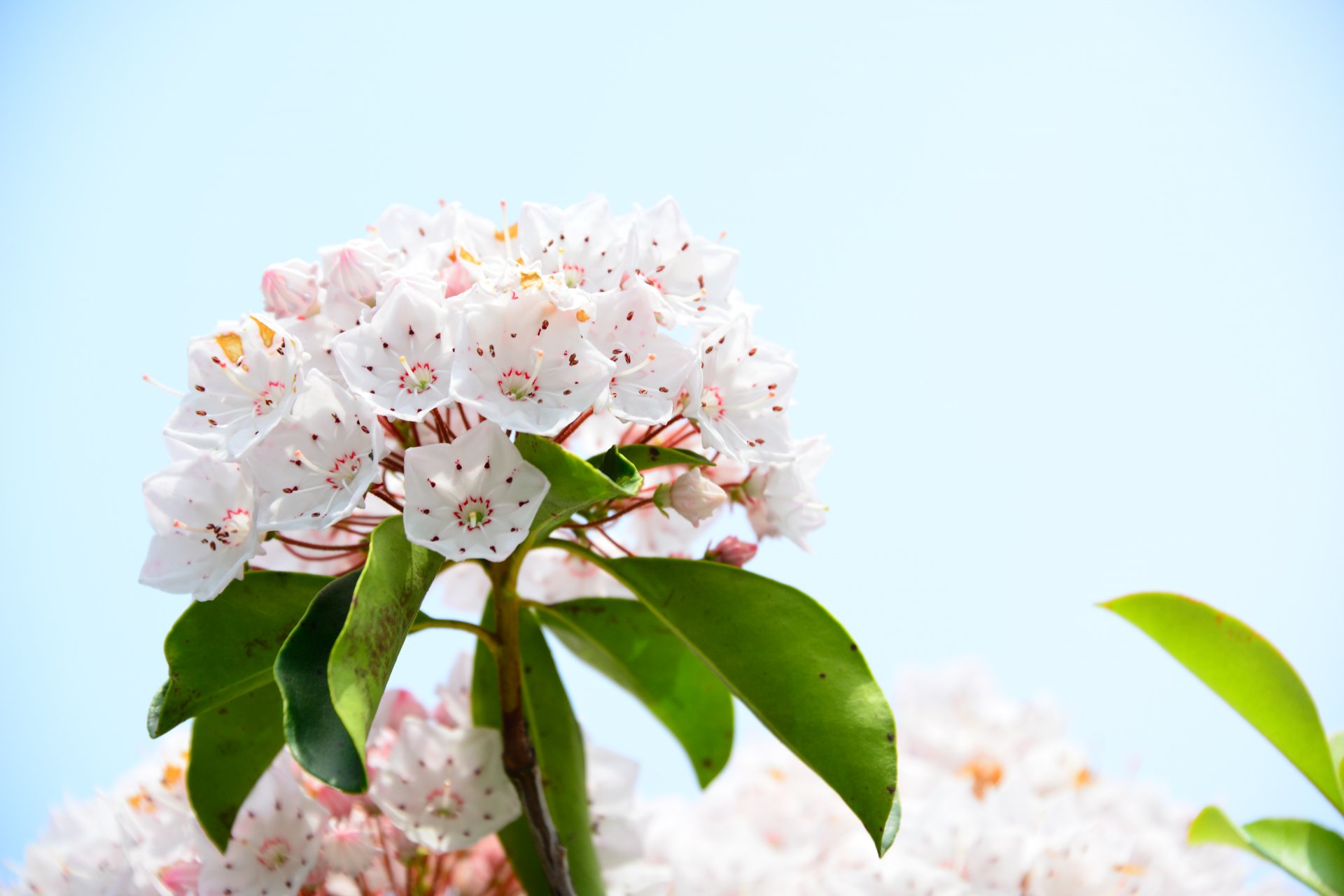 トコハナロジー カルミア 柔らかな日傘を広げたような花が印象的な春の花 金平糖のような形の蕾も可愛らしい 花言葉 優美な女性 大きな希望 神秘的な思い出 大志を抱く T Co Sxmvmewwsp Twitter