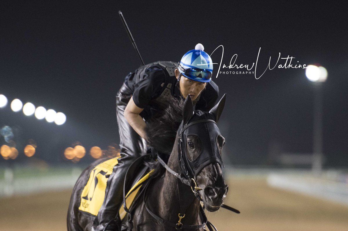 Vivlos works at Meydan this morning <a href="/HorseRacing_JPN/">HorseRacingInJapan</a>
