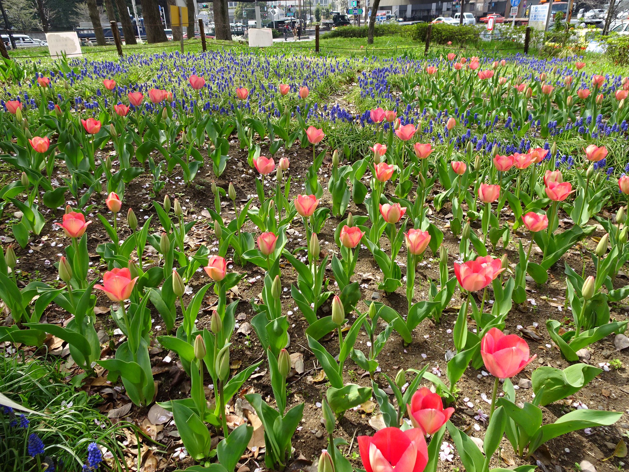 都立芝公園 芝公園のチューリップも土曜日はつぼみでしたが 一気に咲き出しました サクラと東京タワー と菜の花 プラスチューリップにムスカリもお待ちしております 是非ご覧下さい Cherryblossom 18東京sakuraプロジェクト T Co O0esxjv6sl