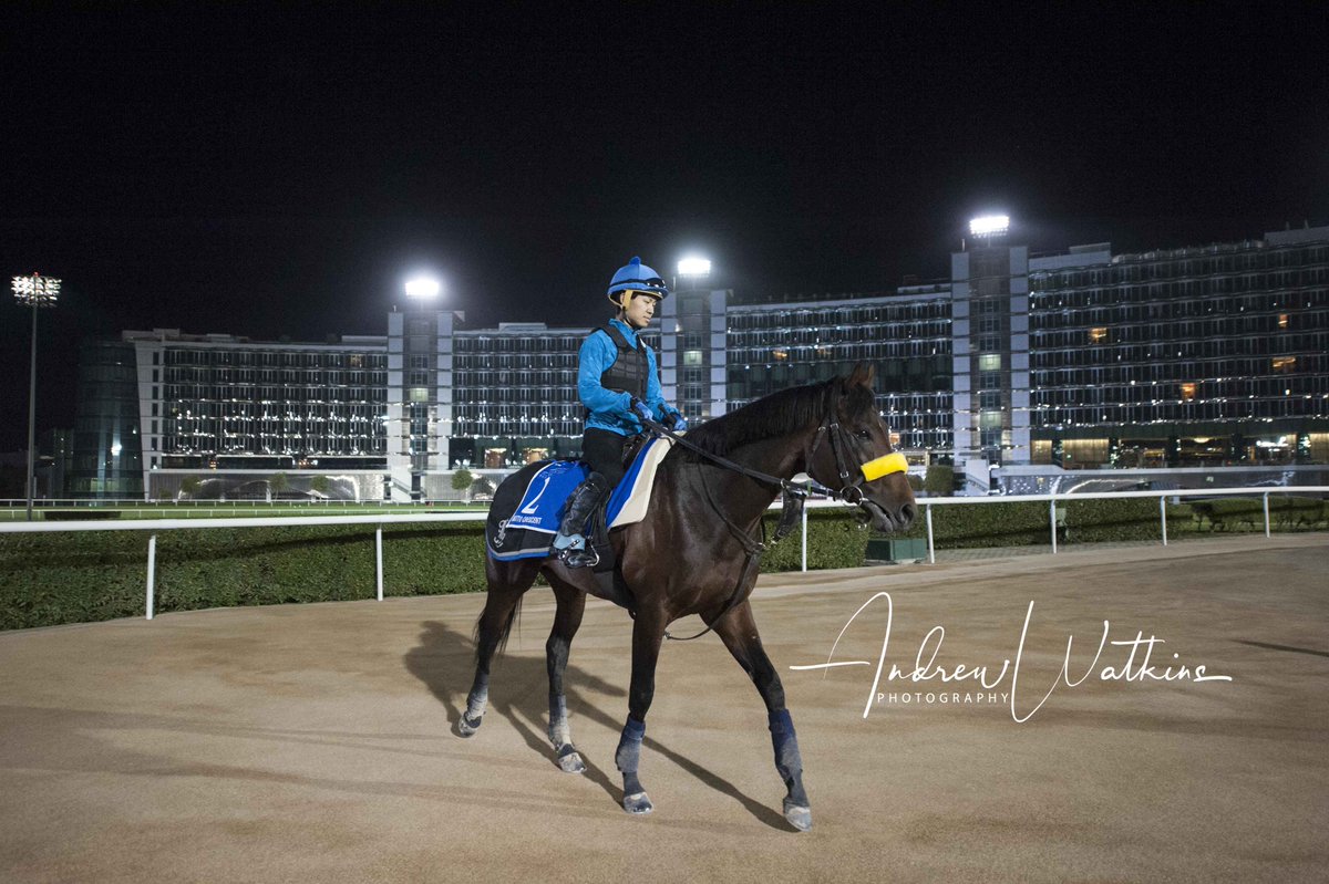 Akito Crescent trains at Meydan this morning after getting look at the parade ring.