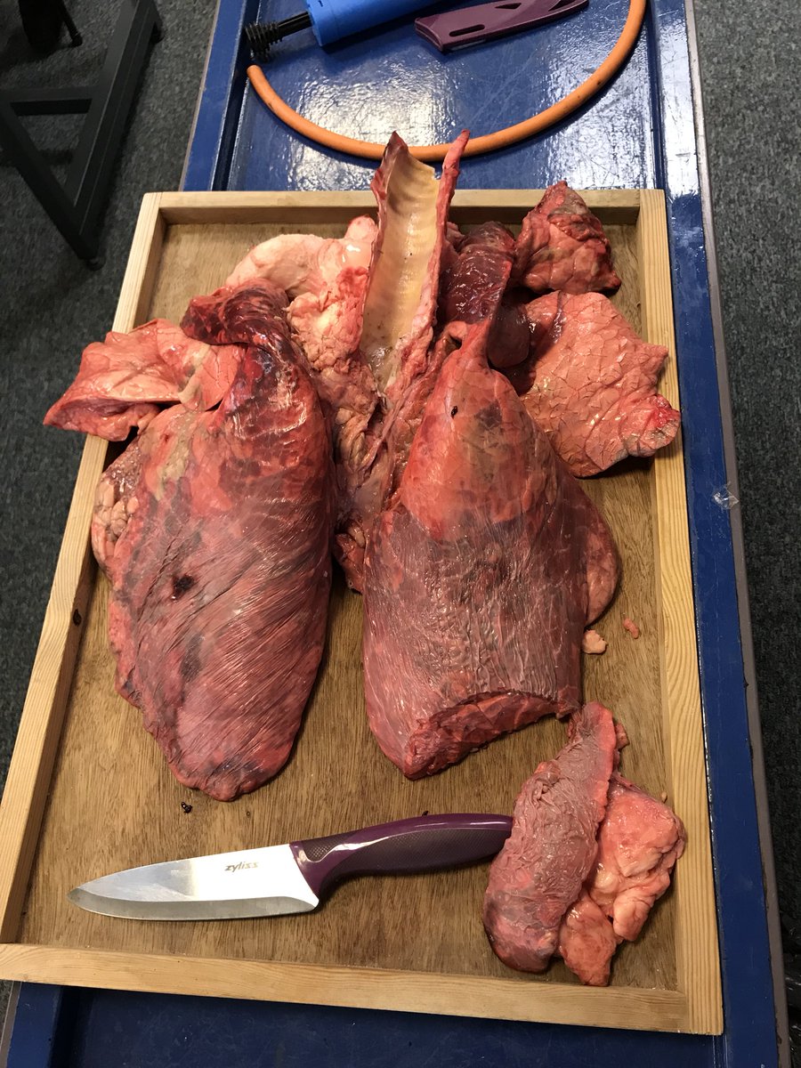 MrCoxVCJ's tweet photo. Starting the week off right! #biology #lungdissection https://t.co/FdvsArOSWi