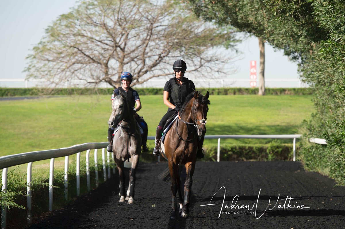 Khalidi and Magical Memory stroll home after training at Meydan this morning <a href="/cbhills/">Charlie Hills</a> <a href="/nicola_dowell/">Nicola Dowell</a>
