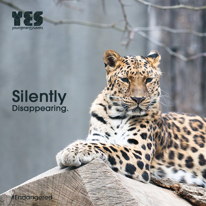 Young Energy Savers tweet media