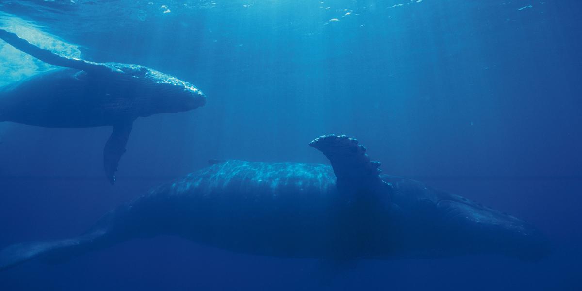 Old whaling records shine light on the lives of humpback and sperm #whales. buff.ly/2FXMJ99 #research