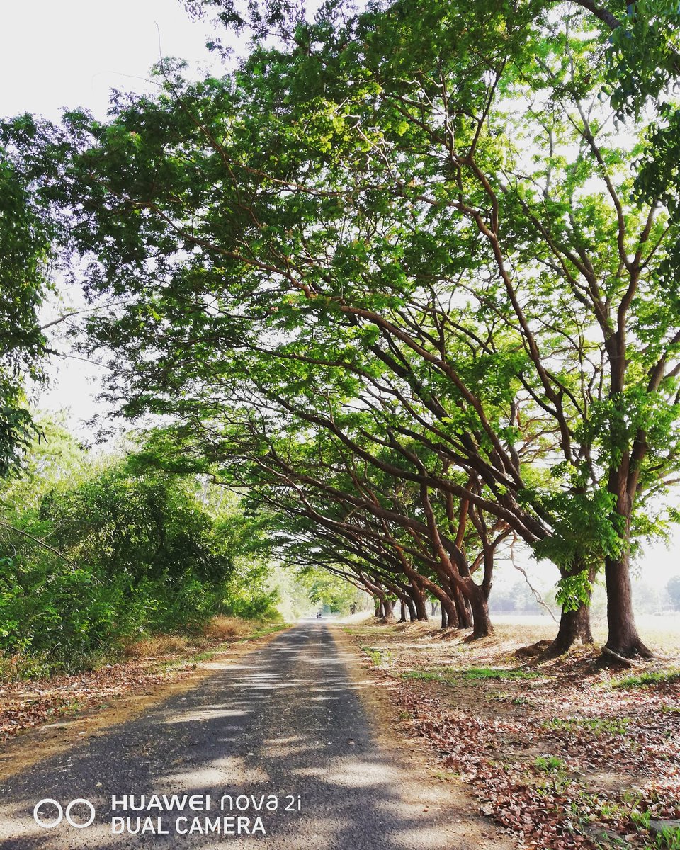 You got to go down a lot of wrong roads to find the right one. ☺️🌳

#throughthetrees #favoritespot #aestheticpleasure #noworries