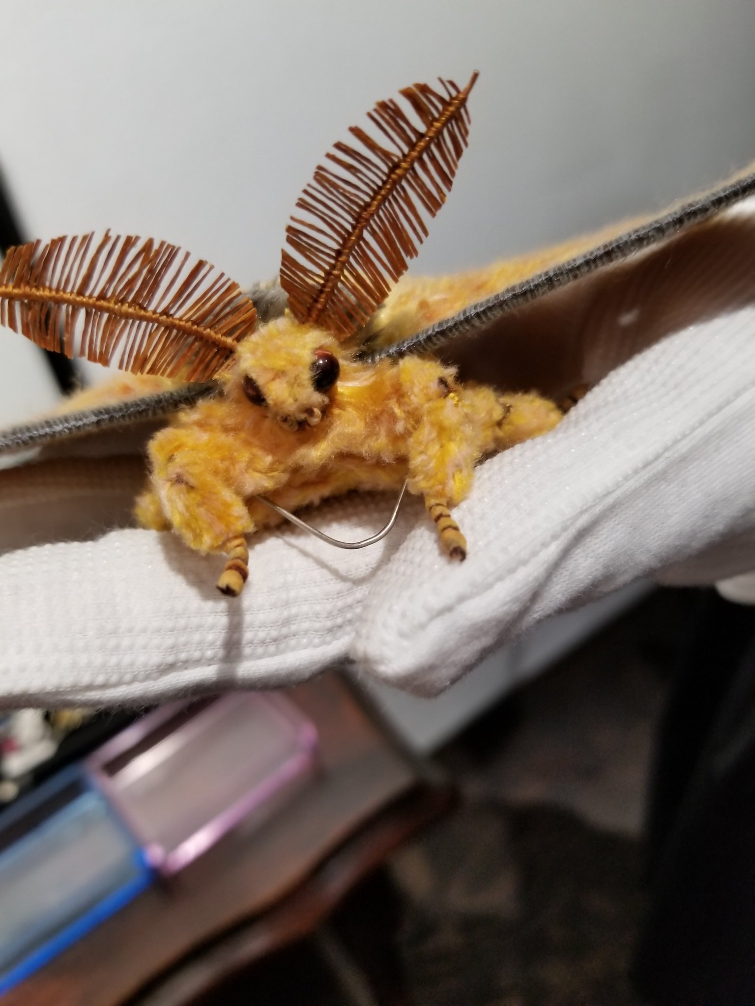 萩原麻里 5 28発売 呪殺島の殺人 新潮社nex 昨日 仕事終わりにギニョール Guignolinfo さんにて 月夜の舞踏会 にお邪魔してきました 虫は苦手なのに 蛾売りおじさん Higenogauri の作品とお話を