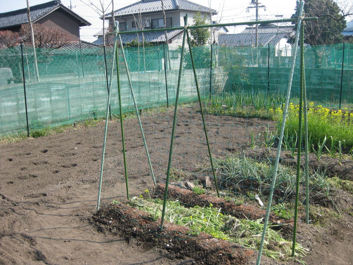 あらきやすのぶ たるいちょう Ar Twitter 休日に寝て過ごすのはもったいない 家庭菜園 ニンニク ラッキョ さやえんどう 玉葱 日曜日の畑 さやえんどう支柱を立てました ニンニク ラッキョは順調 さやえんどう 玉葱は鳥害と雪で今一つ 大きくなってくれる