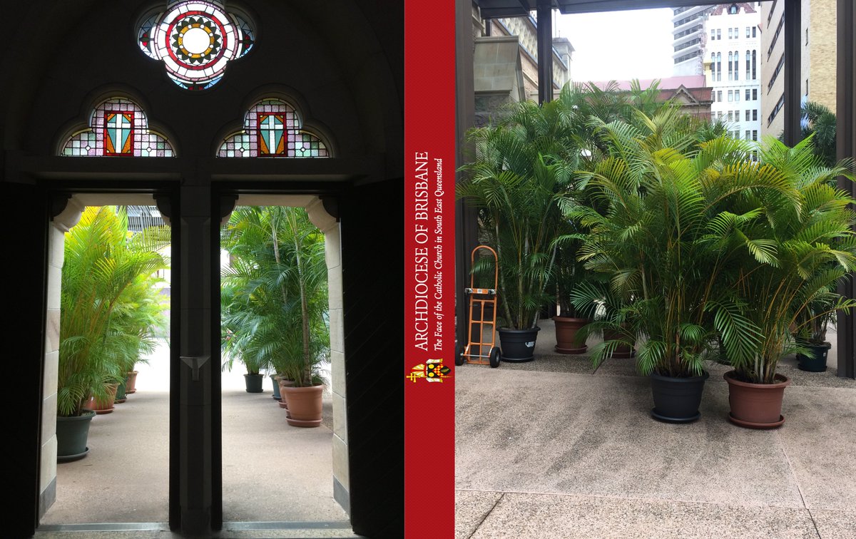 BneArchdiocese's tweet image. Pope Francis' 'Go Green' message is not lost within the Archdiocese. Today the plants around the cathedral were cleared to make way for new ones. These plants are owned by a dedicated group of parishioners who will take these plants home and care for them.